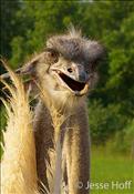 ostrich
