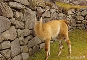 llama