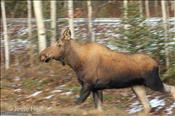 moose