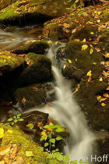 Great Smoky NP, NC